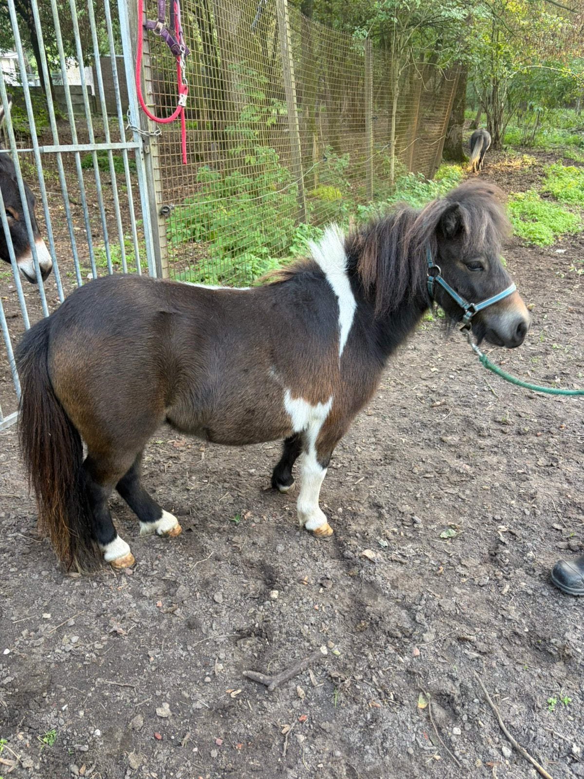Merrie merries shetlander shetlanders mini, Dieren en Toebehoren, Merrie, Dressuurpony, Gechipt, A pony (tot 1.17m)