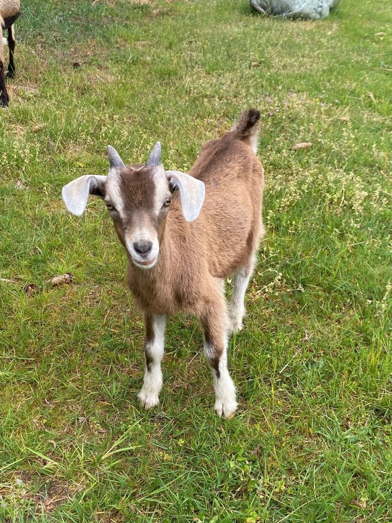 Te koop, Mannelijk, Geit, 0 tot 2 jaar
