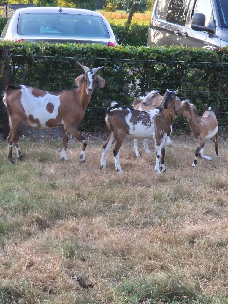 Nubische geitjes en bokje, Meerdere dieren, Geit, 0 tot 2 jaar