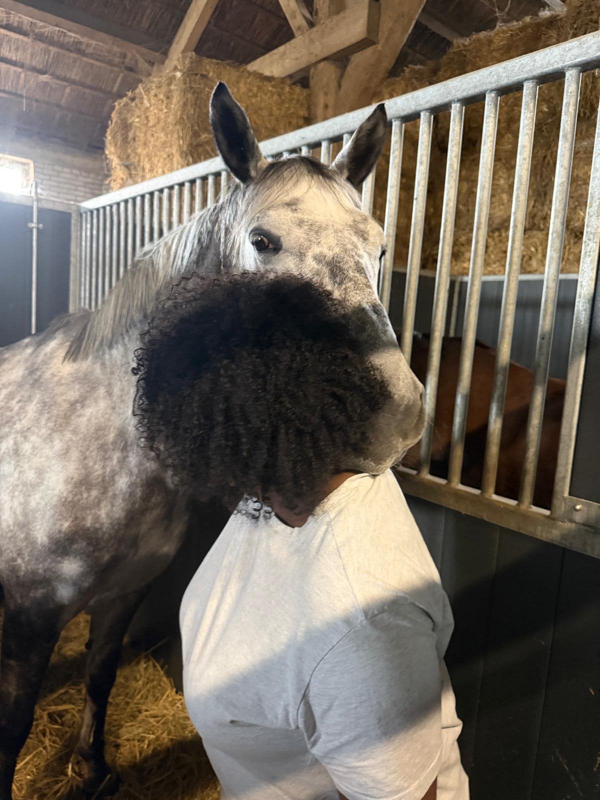 Gezocht: Verzorgpaard of -pony in de buurt!, Dieren en Toebehoren