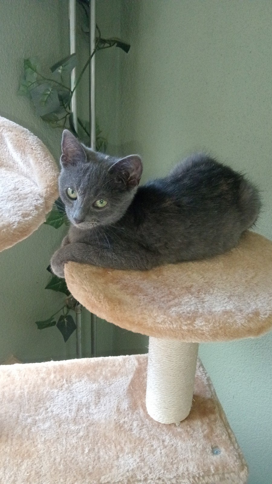 2 lieve aanhankelijke kittens poesjes (chatreau kruising), Poes, Kortharig, 0 tot 2 jaar