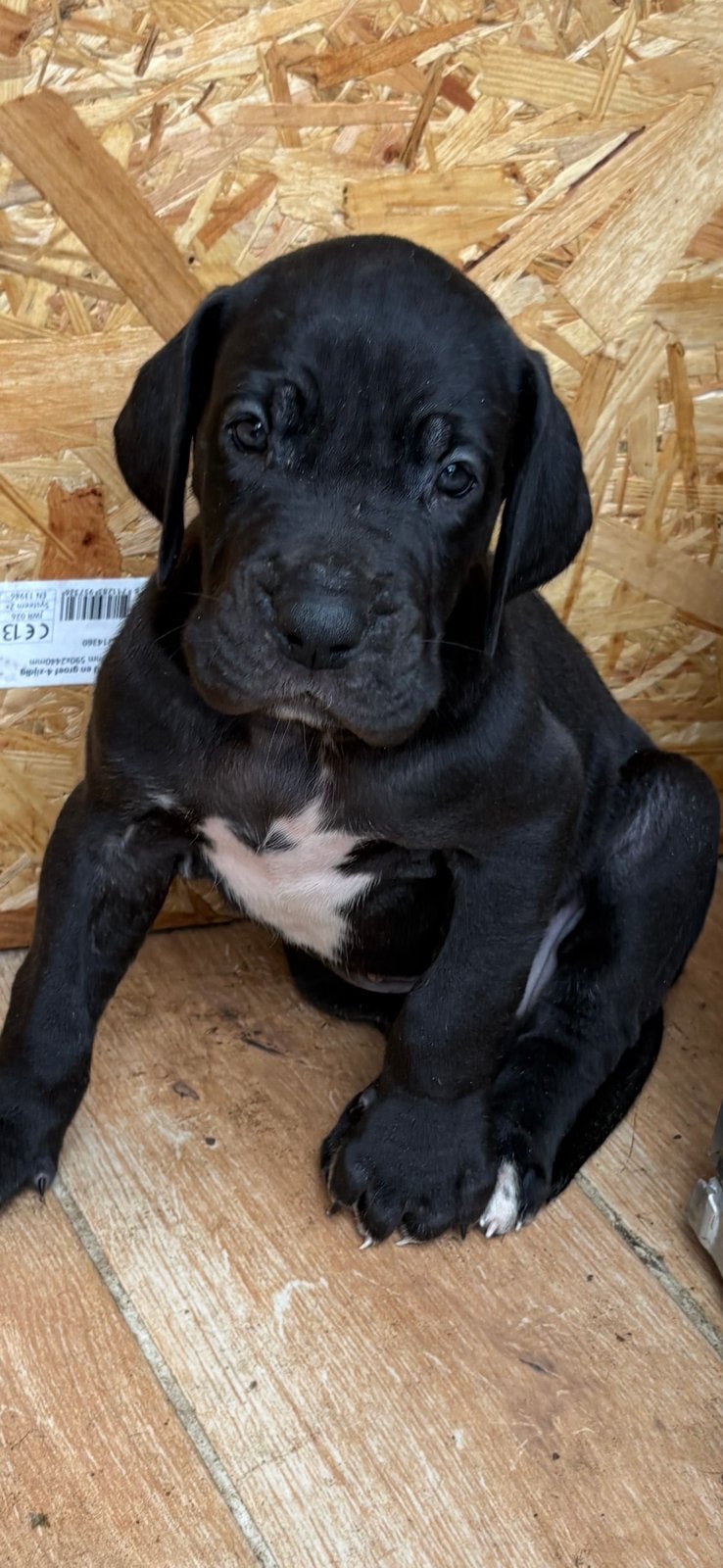 😍😍Duitse dog pups😍😍, Overige rassen, 8 tot 15 weken, Meerdere dieren, Eén hond
