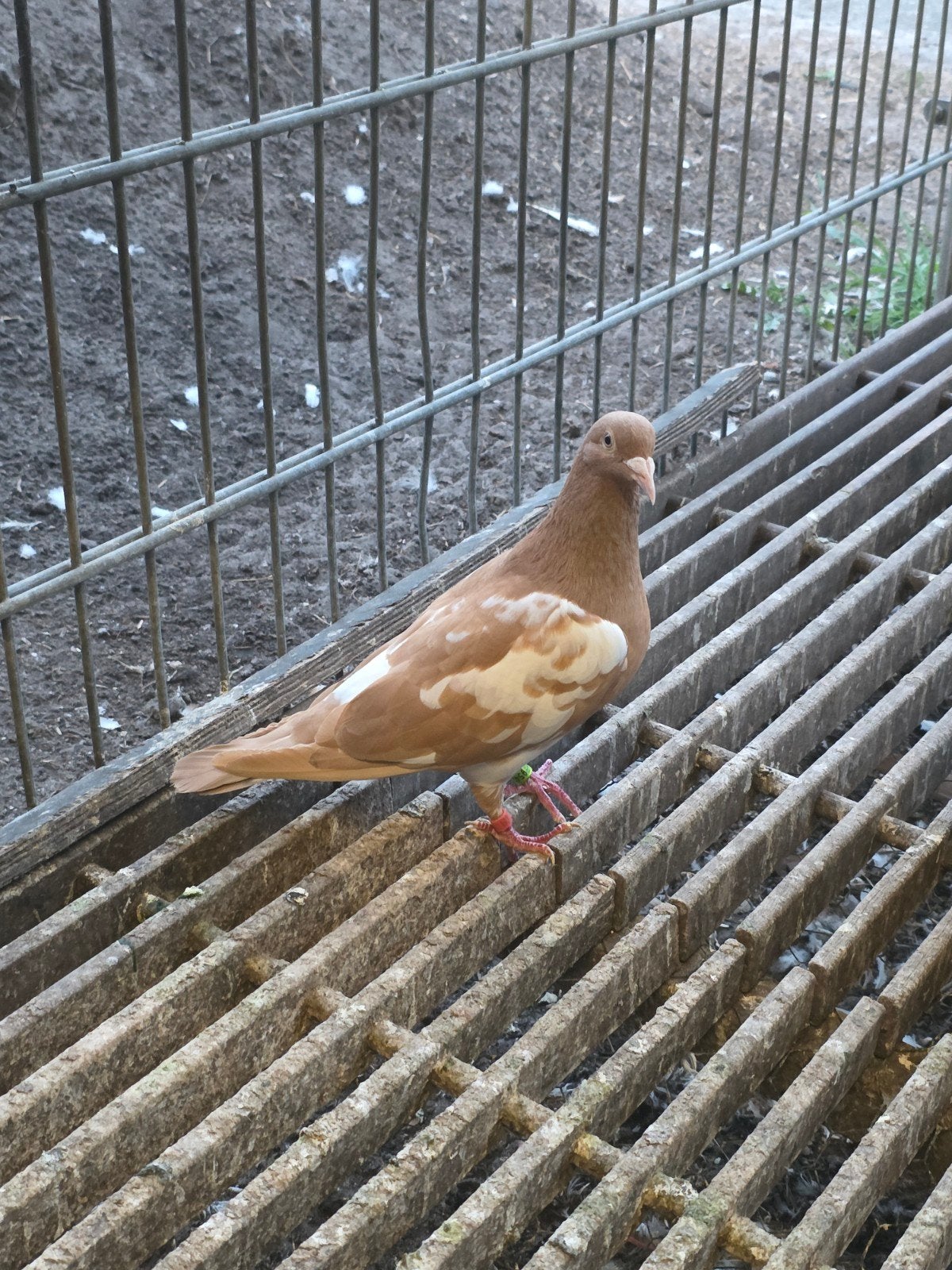 Gezocht geele of geel/wit kleurpostduiven postduiven, Dieren en Toebehoren, Vogels | Duiven, Meerdere dieren, Postduif