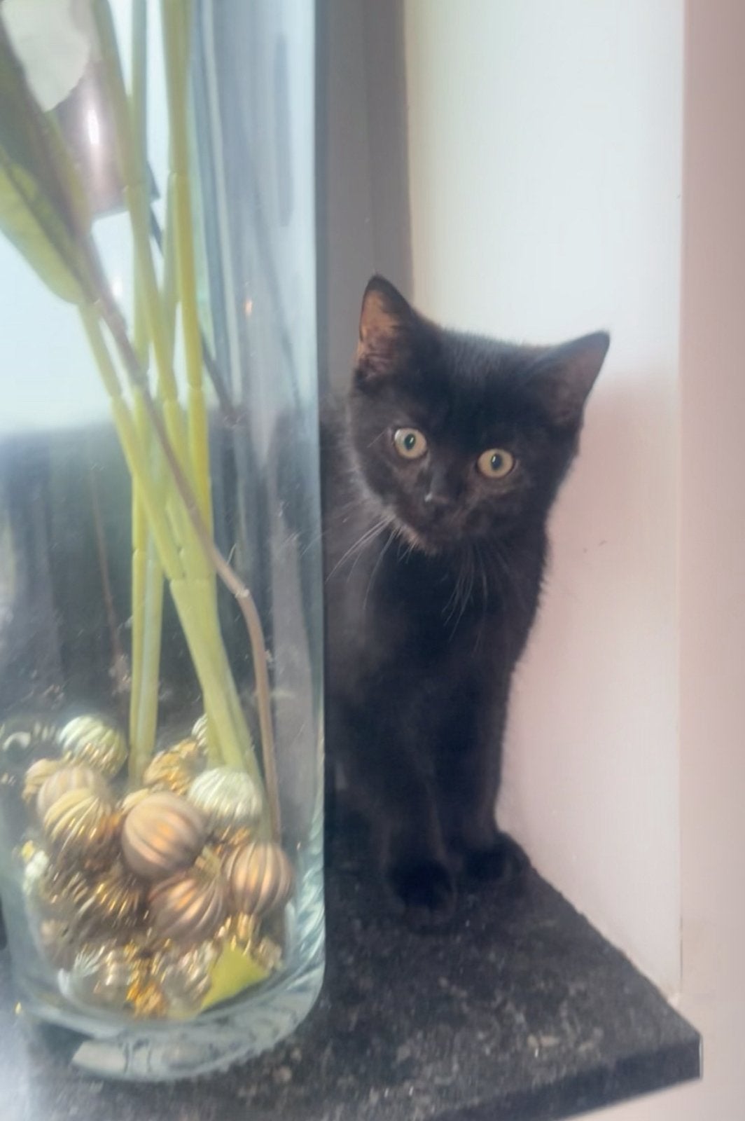 Britse kittens, Dieren en Toebehoren, Kater, 0 tot 2 jaar