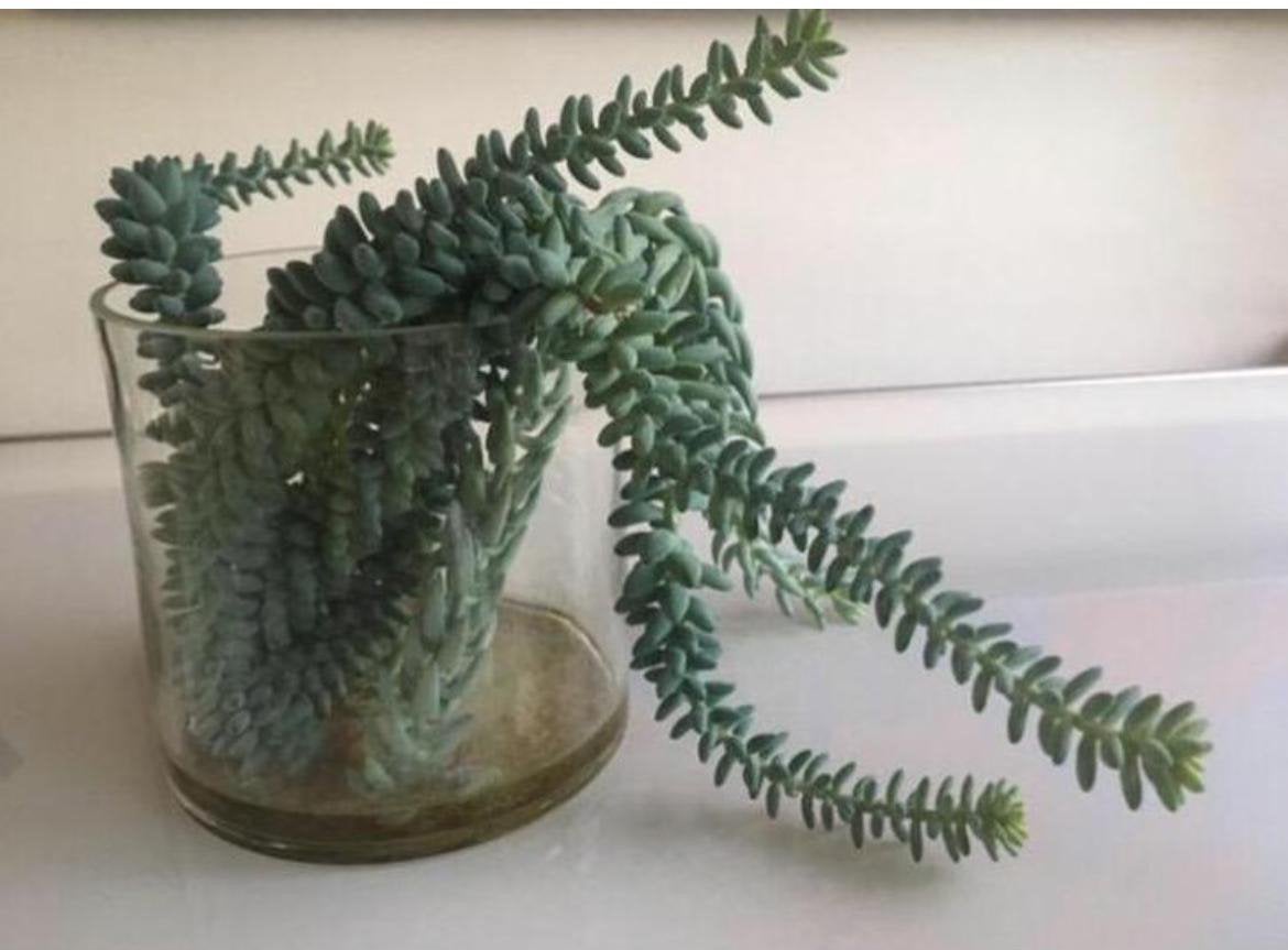 Bio lange ezelstaartjes hangende kamerplanten bloempot vazen, Ophalen, Overige soorten, Halfschaduw, In pot