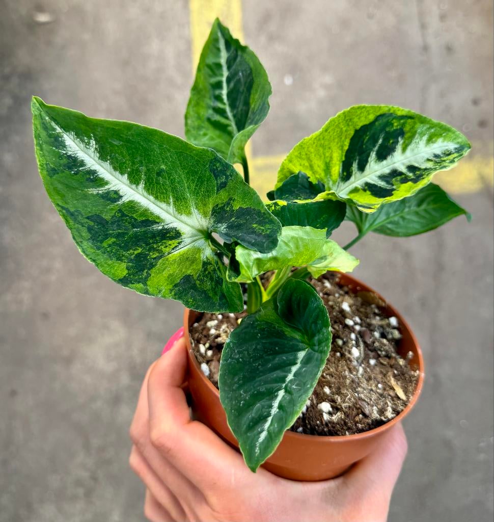 Syngonium Scrambled Eggs  p12, Overige soorten, In pot, Minder dan 100 cm, Groene kamerplant
