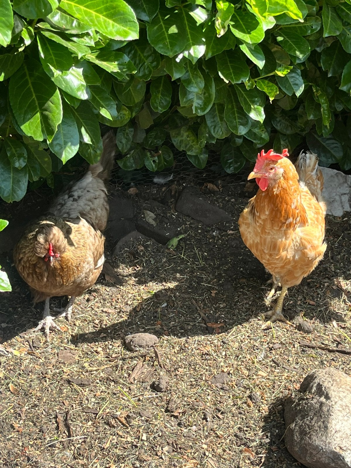 Mooi koppel kippen/haan, Dieren en Toebehoren, Meerdere dieren, Kip