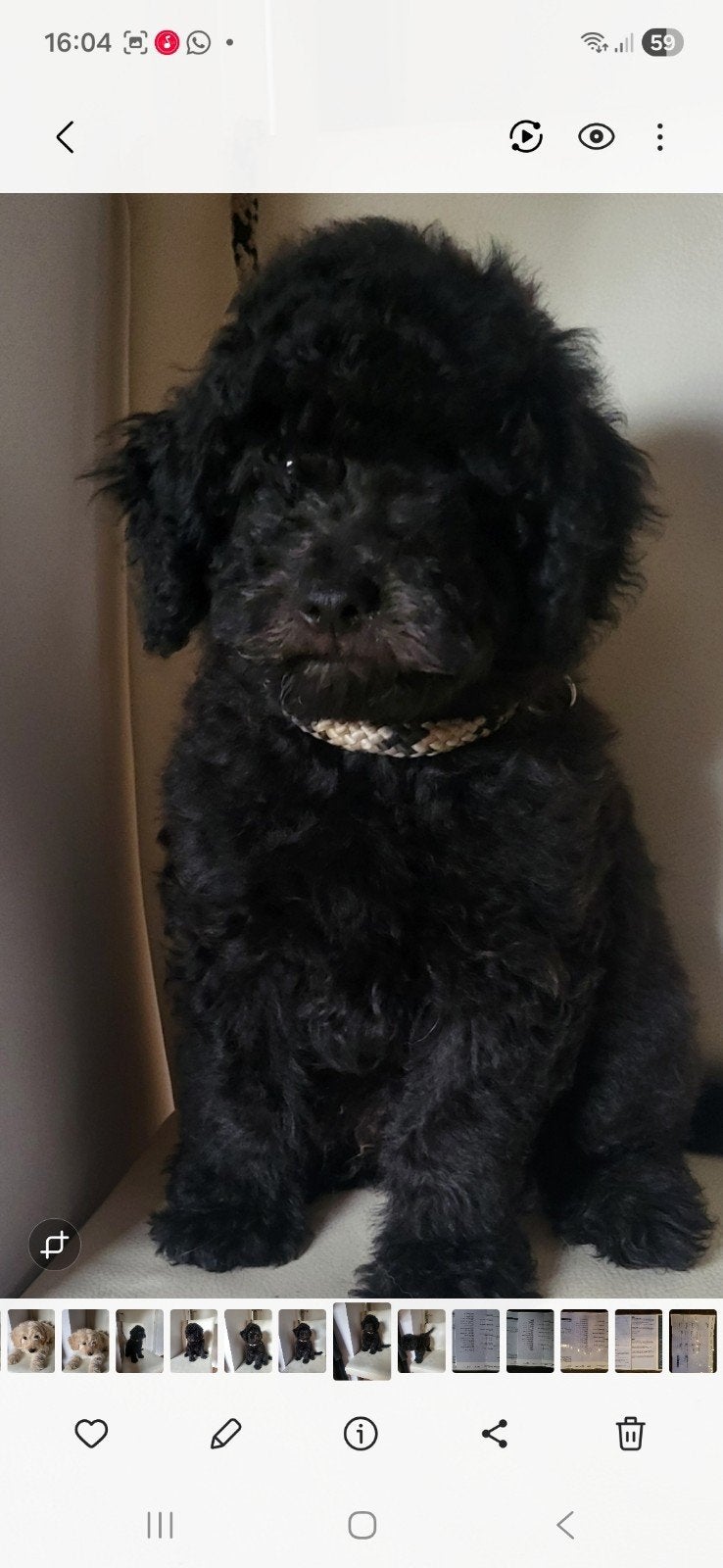 Doodle F2  zwart nog 2 pups beschikbaar, 8 tot 15 weken, Meerdere, Meerdere dieren, Middel