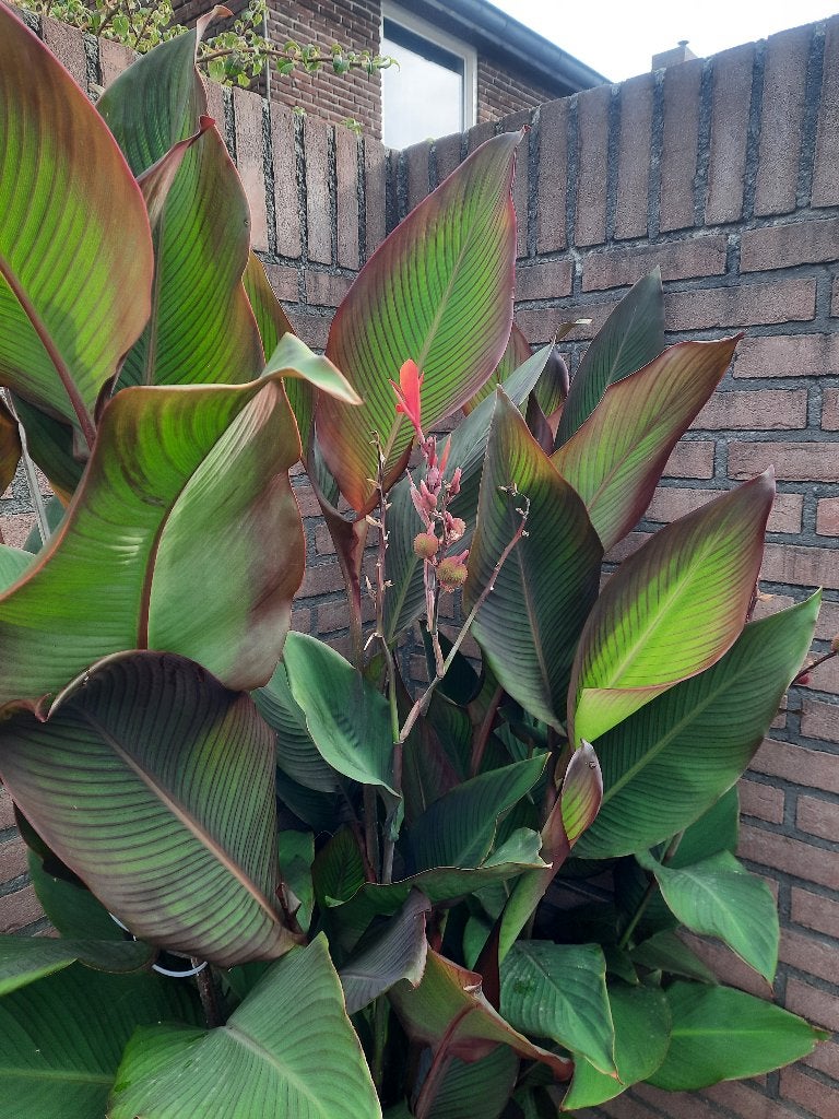 Canna planten, Ophalen, Vaste plant, Overige soorten, Volle zon