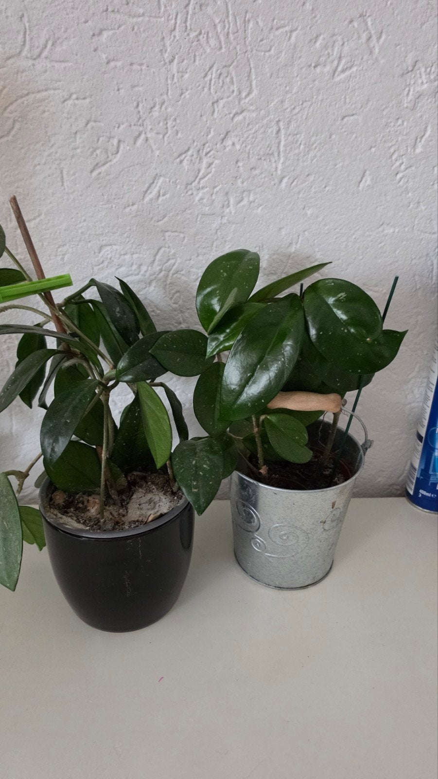Hoya Carnozia planten, Ophalen of Verzenden, Vaste plant, Overige soorten, Halfschaduw