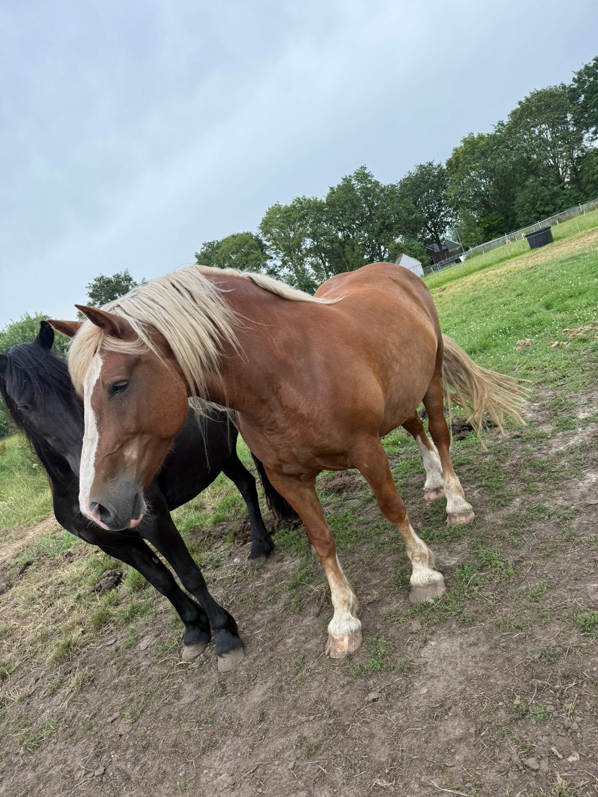 9 jarig koudbloedig paard, Dieren en Toebehoren, Paarden, Merrie, 7 tot 10 jaar
