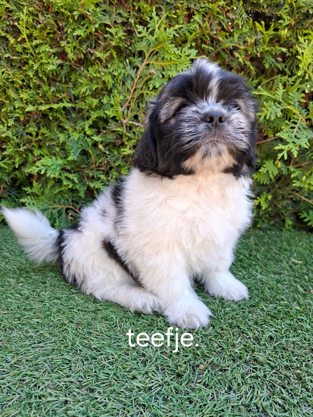 Zeer mooie speelse Boomer pups., Parvo, 8 tot 15 weken, Meerdere, Meerdere dieren