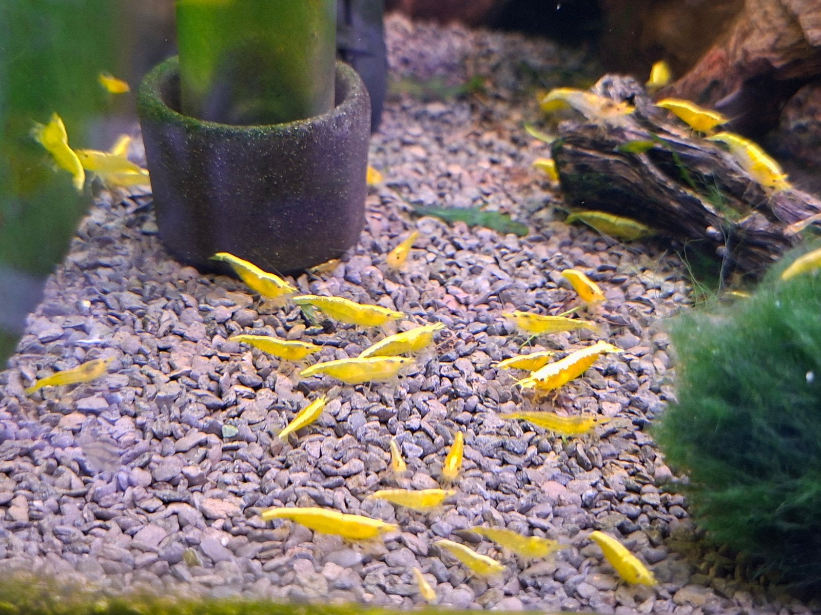 Neon yellow neo Caridina garnalen