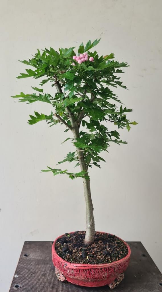 Bonsai roze meidoorn in handgemaakte pot (25cm), Ophalen of Verzenden, Lente, Vaste plant, Overige soorten