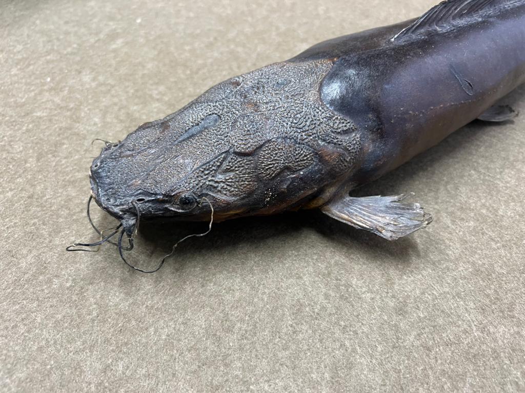 Meerval catfish taxidermie, Ophalen, Gebruikt