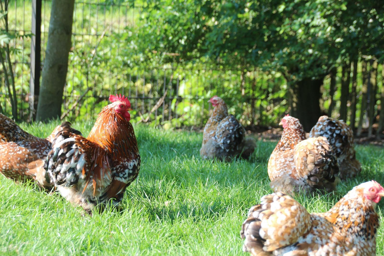 Broedeieren van onze mooie Cochin kriel kippen, Dieren en Toebehoren, Pluimvee, Geslacht onbekend, Kip