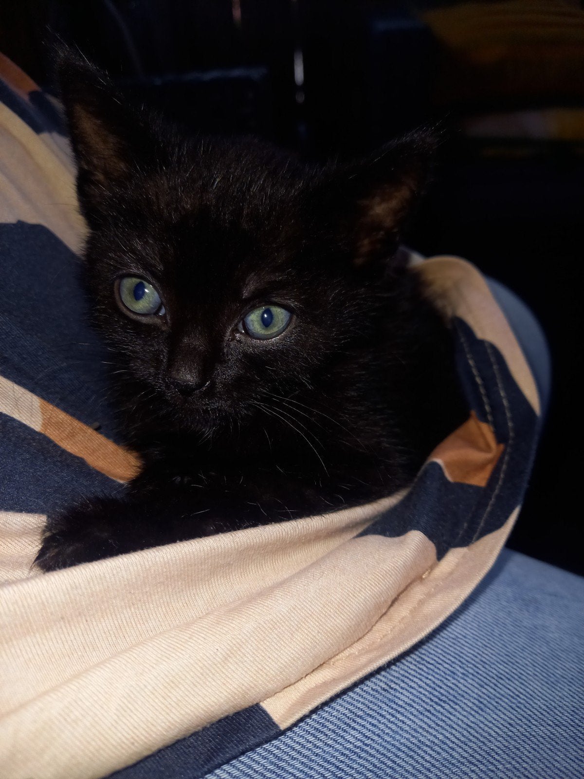 2 hele lieve sociale kittens. 8 week., Meerdere dieren