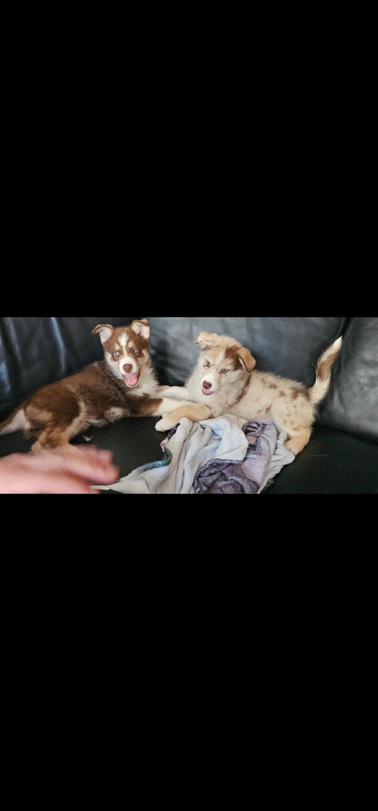 Nog 2 pups beschikbaar Australian sherperd x husky pups, Dieren en Toebehoren, Parvo, Overige rassen, 8 tot 15 weken, Meerdere