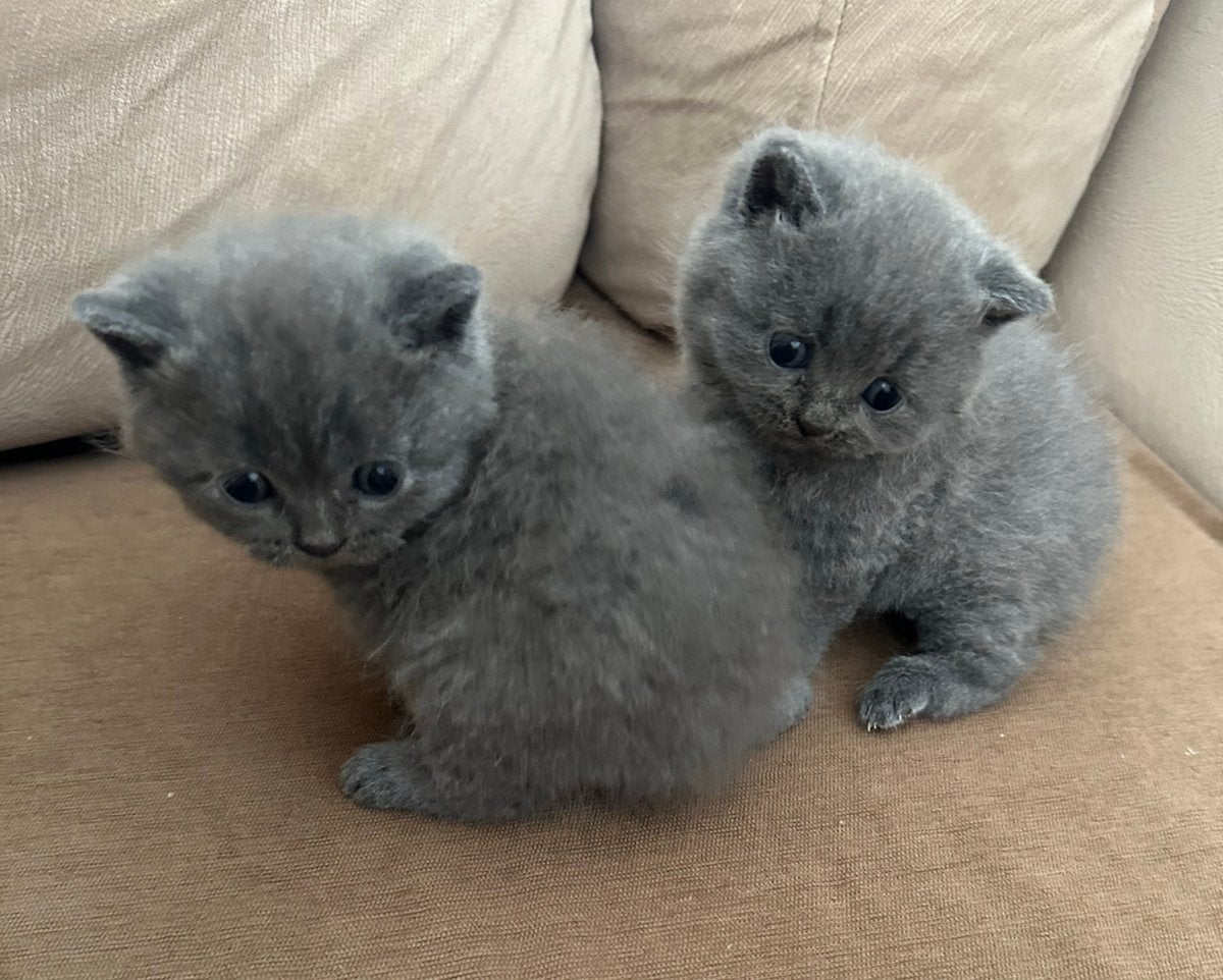 Britse Korthaar Kittens, Dieren en Toebehoren, Meerdere dieren, Ontwormd, 0 tot 2 jaar