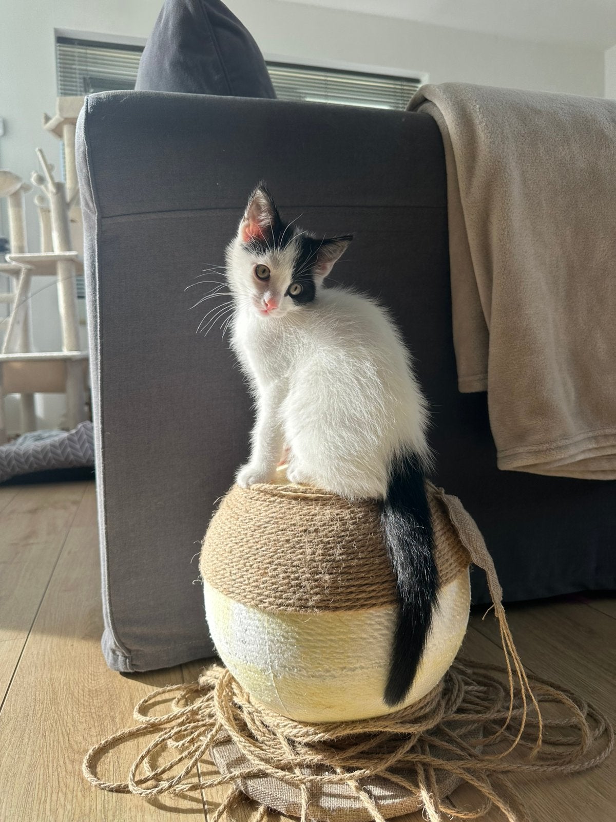 Lieve, zindelijke kittens zoeken een warm mandje!, Dieren en Toebehoren, Meerdere dieren, 0 tot 2 jaar