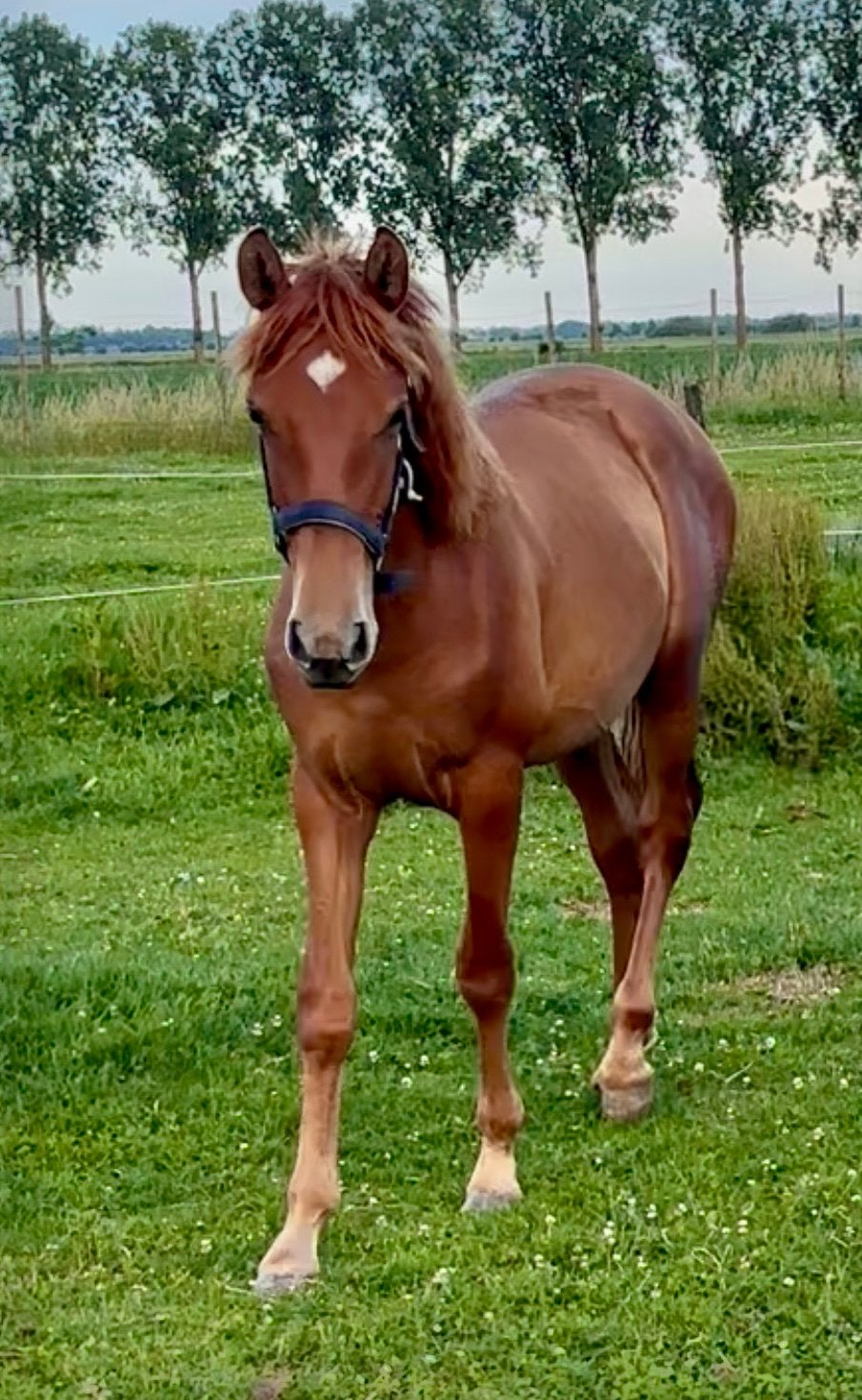 Meerdere PRE Andalusier s wegens inkrimping, Dieren en Toebehoren, Met stamboom, Dressuurpaard, 0 tot 2 jaar, Onbeleerd