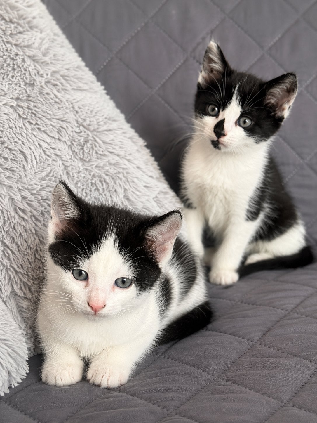 Super lieve schattige aanhankelijke kittens💕 m/v, Meerdere dieren, Gechipt, 0 tot 2 jaar