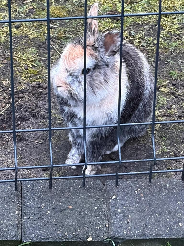 Konijn, Dieren en Toebehoren, Mannelijk, Middelgroot, 3 tot 5 jaar