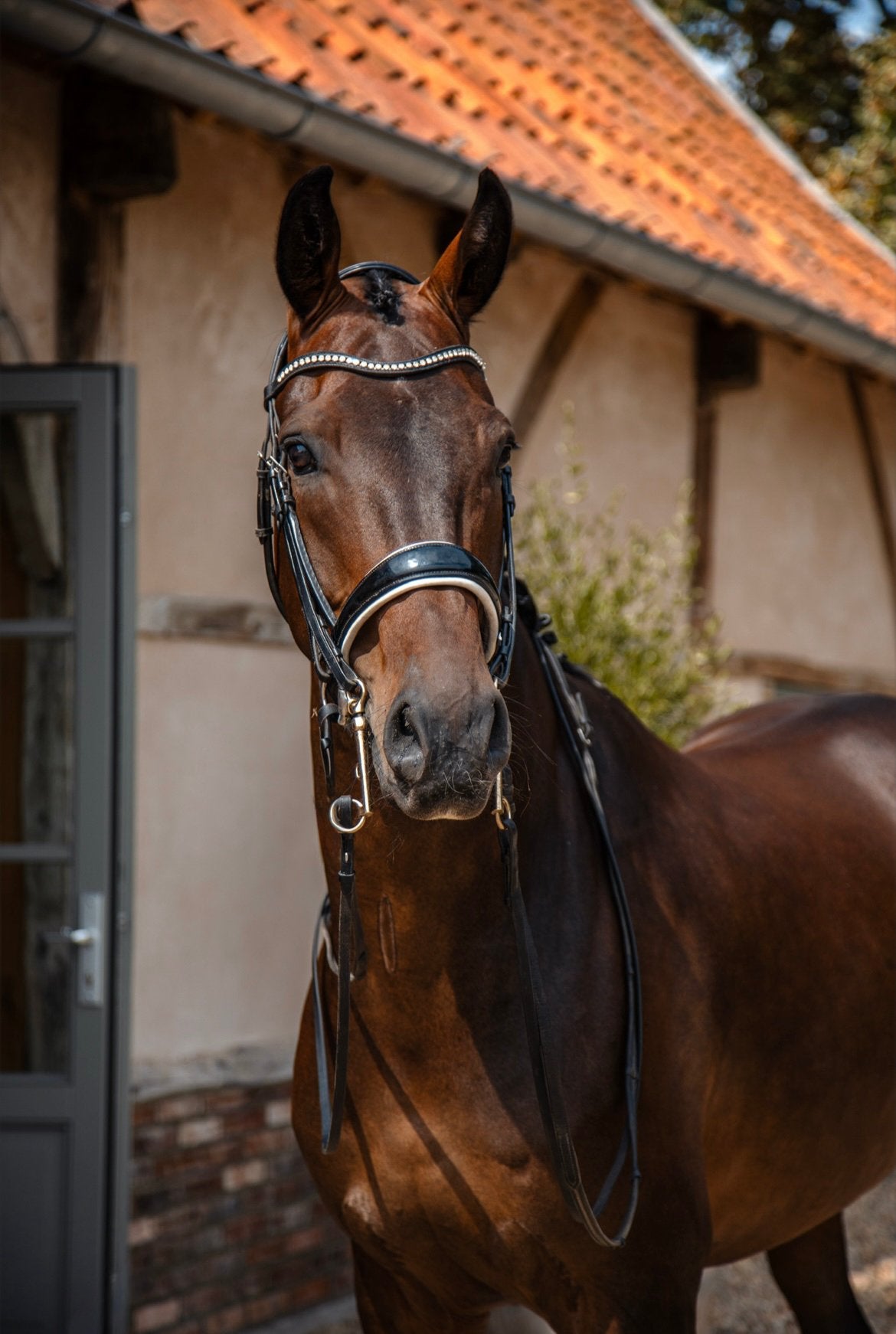 Aansprekende dressuur ruin, Ruin, Dressuurpaard