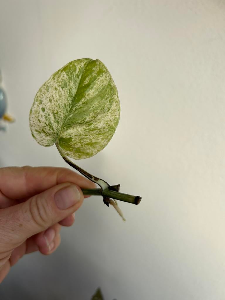 Epipremnum marble variegata, gewortelde stekken en wetsticks, Huis en Inrichting, Kamerplanten, Ophalen of Verzenden, Halfschaduw