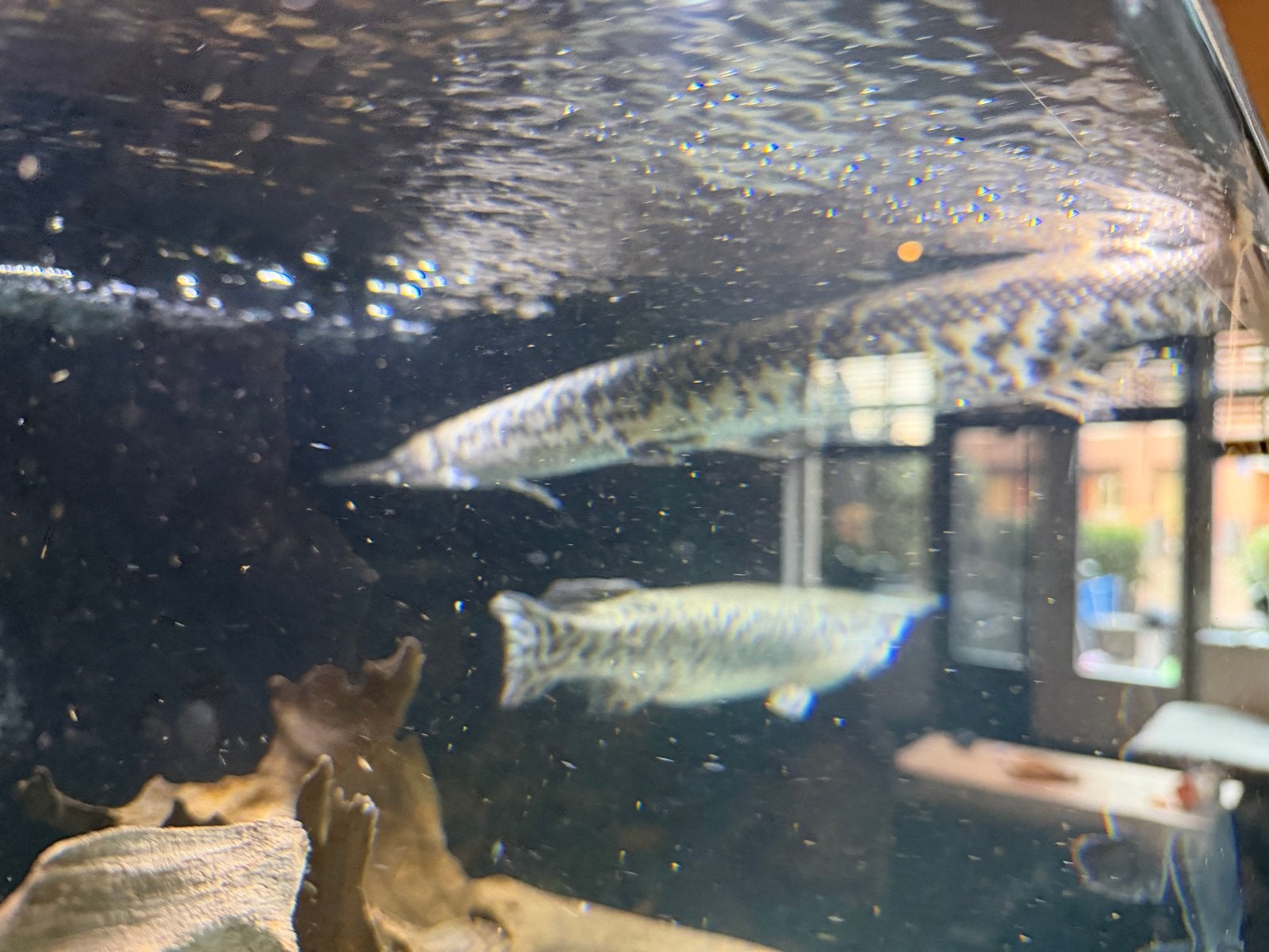 Longnose gar 65cm, Dieren en Toebehoren, Vissen | Aquariumvissen, Vis, Zoetwatervis