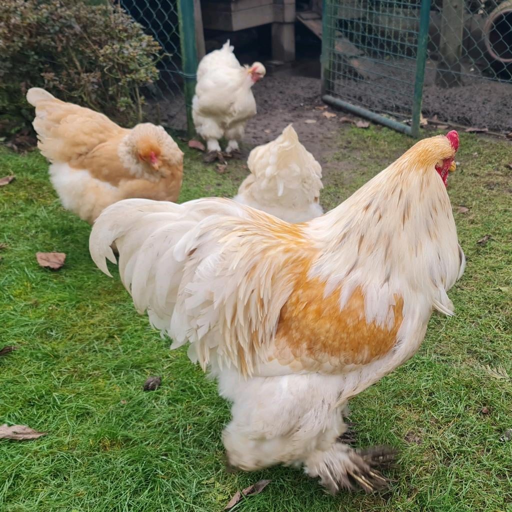 BRAHMA Lemon Pyle Broedeieren, Dieren en Toebehoren, Geslacht onbekend, Kip
