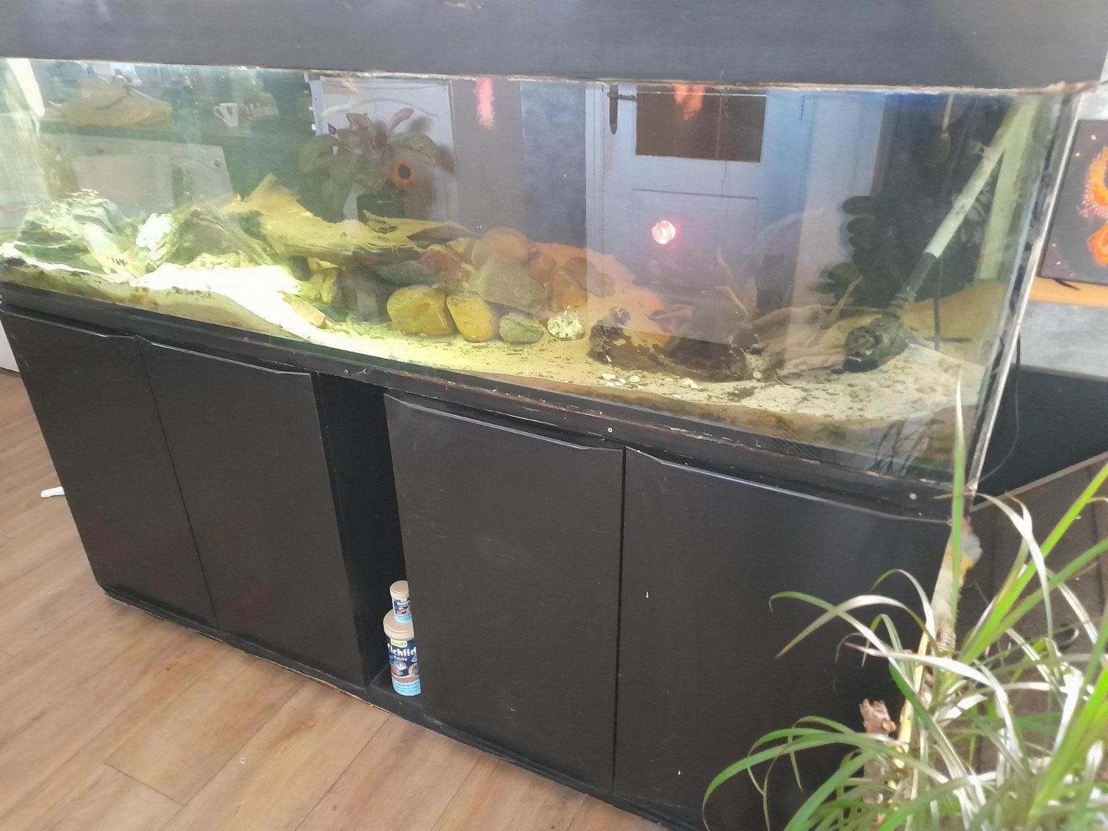 Te koop aquarium 200x50x50, Ophalen of Verzenden, Zo goed als nieuw
