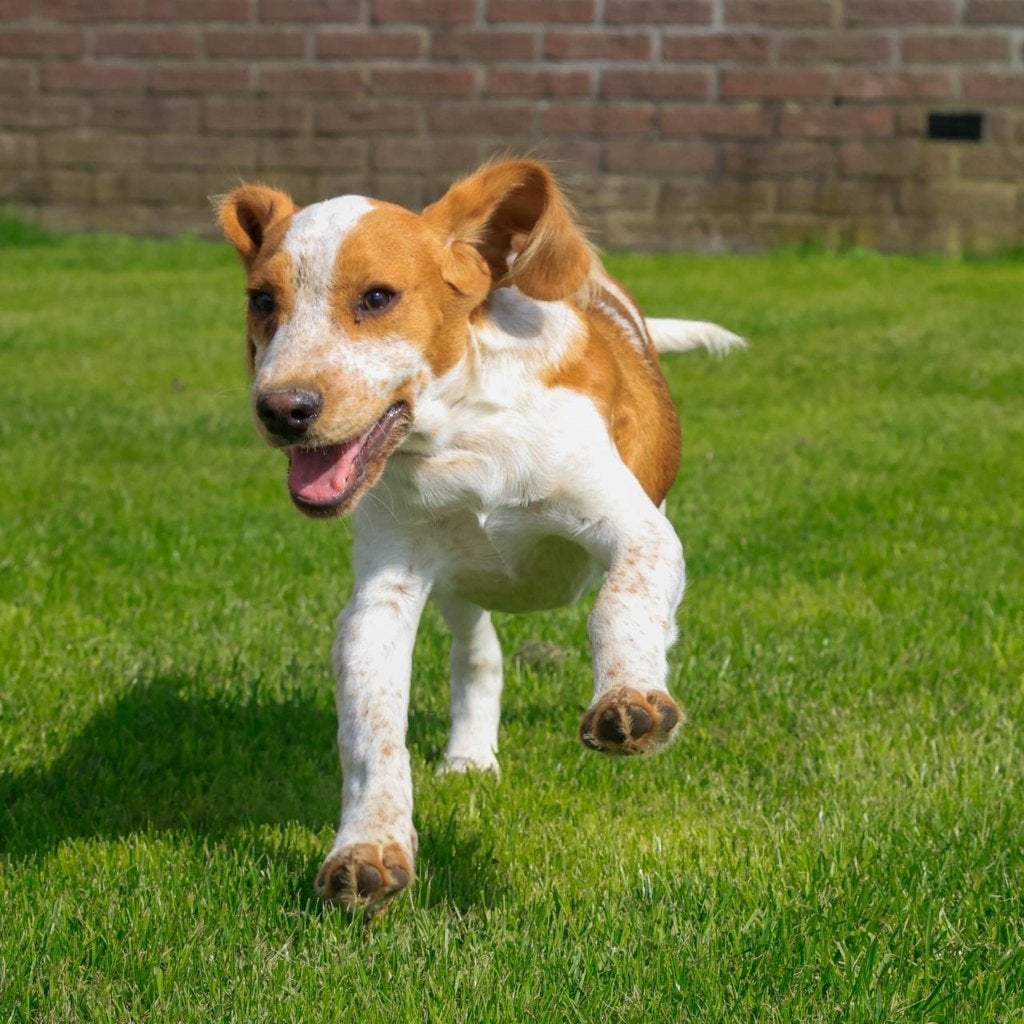 Bocker(beagle x cocker) pups zoeken hun gouden mandje, Dieren en Toebehoren, Nederland, CDV (hondenziekte), 8 tot 15 weken, Meerdere