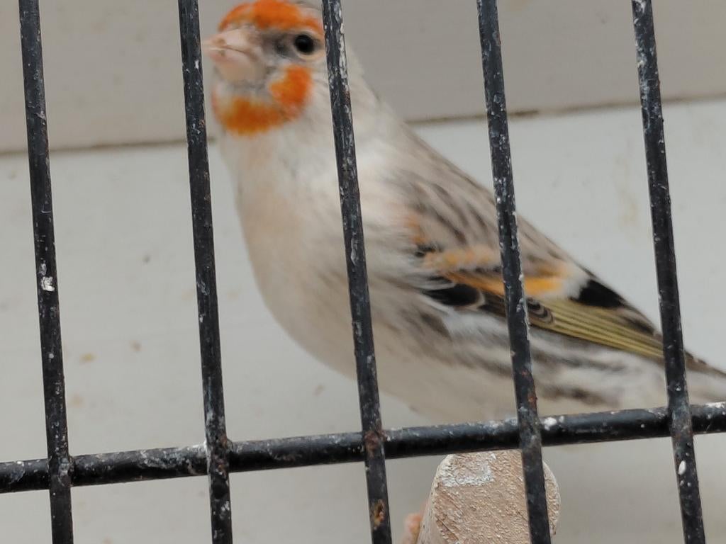 Bastaard grote distelvink x kanarie  man, Mannelijk, Bastaard