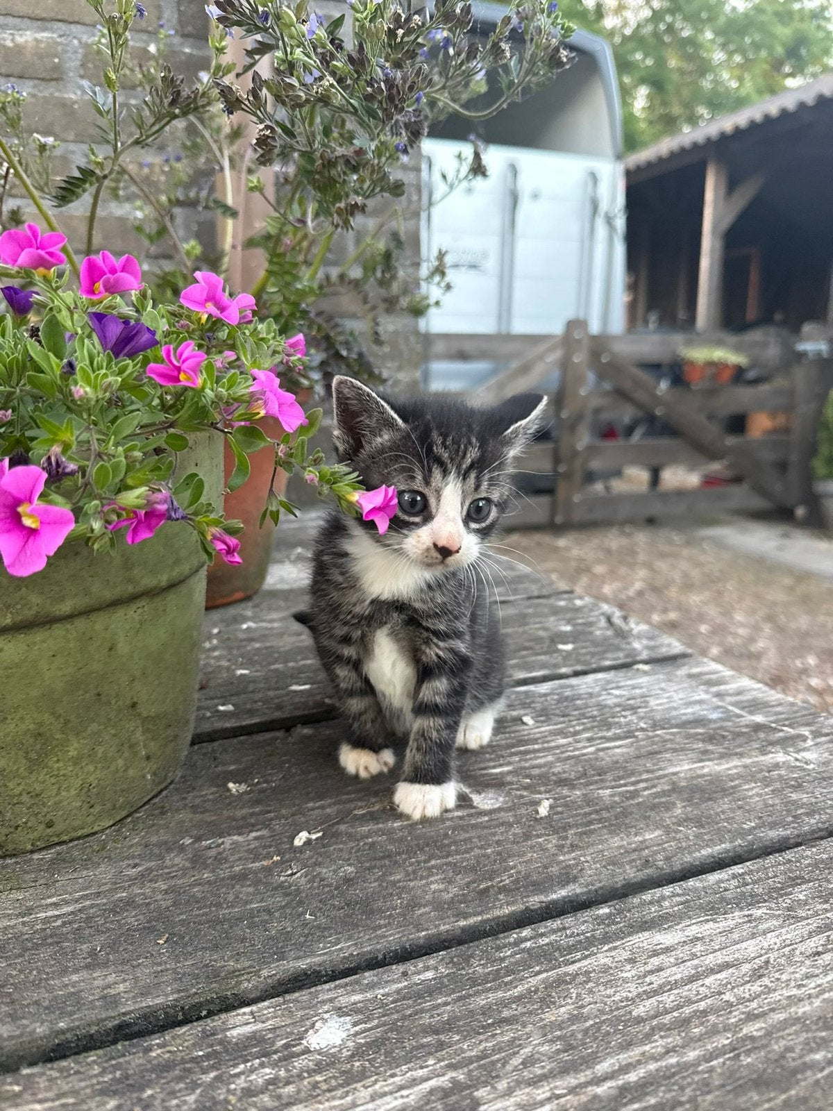 Twee lieve boederijkittens, Poes