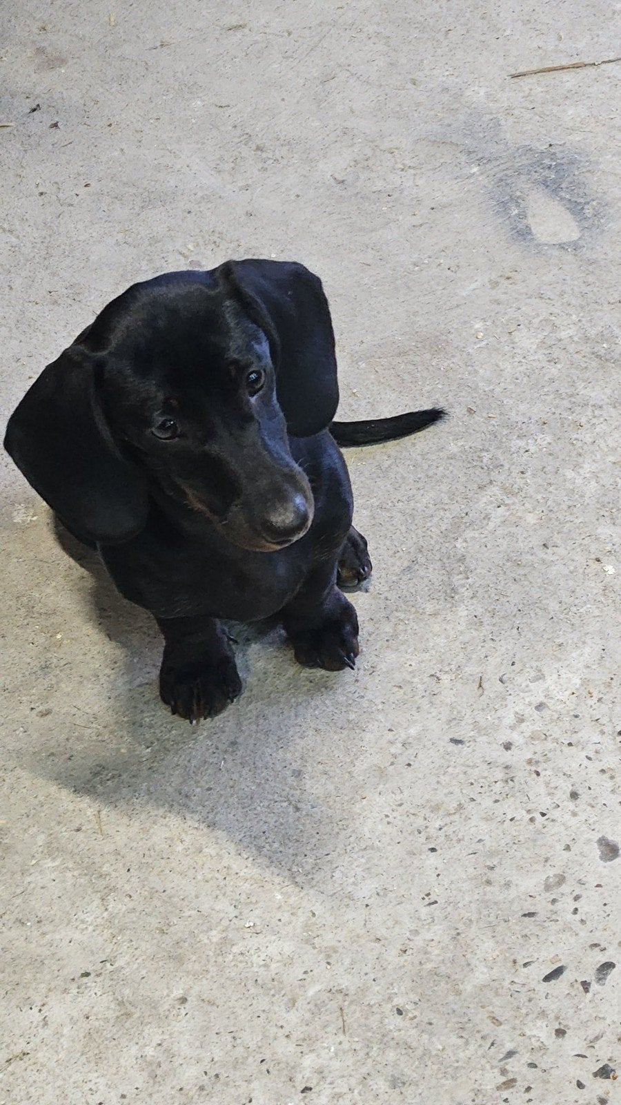 tekkel teefje, Dieren en Toebehoren, Honden | Teckels en Dashonden, HCC (leverziekte), 15 weken tot 1 jaar, Korthaar, Teef