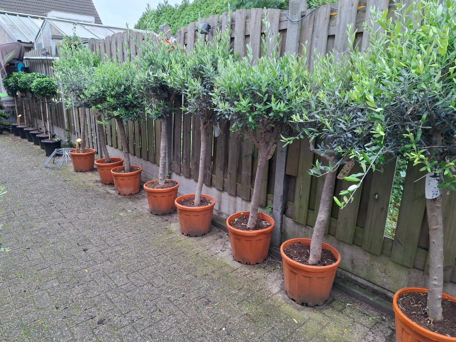 mega olijfbomen deal !!, Volle zon, Ophalen of Verzenden, 100 tot 250 cm, Olijfboom