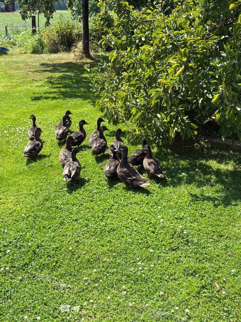 Eenden te koop, Dieren en Toebehoren, Meerdere dieren, Eend