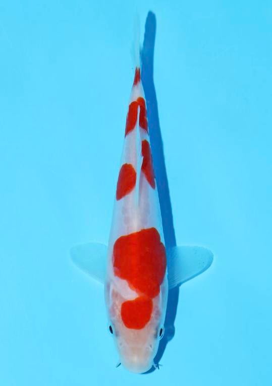4 staps doitsu kohaku koishow japan, Dieren en Toebehoren, Karper of Koi