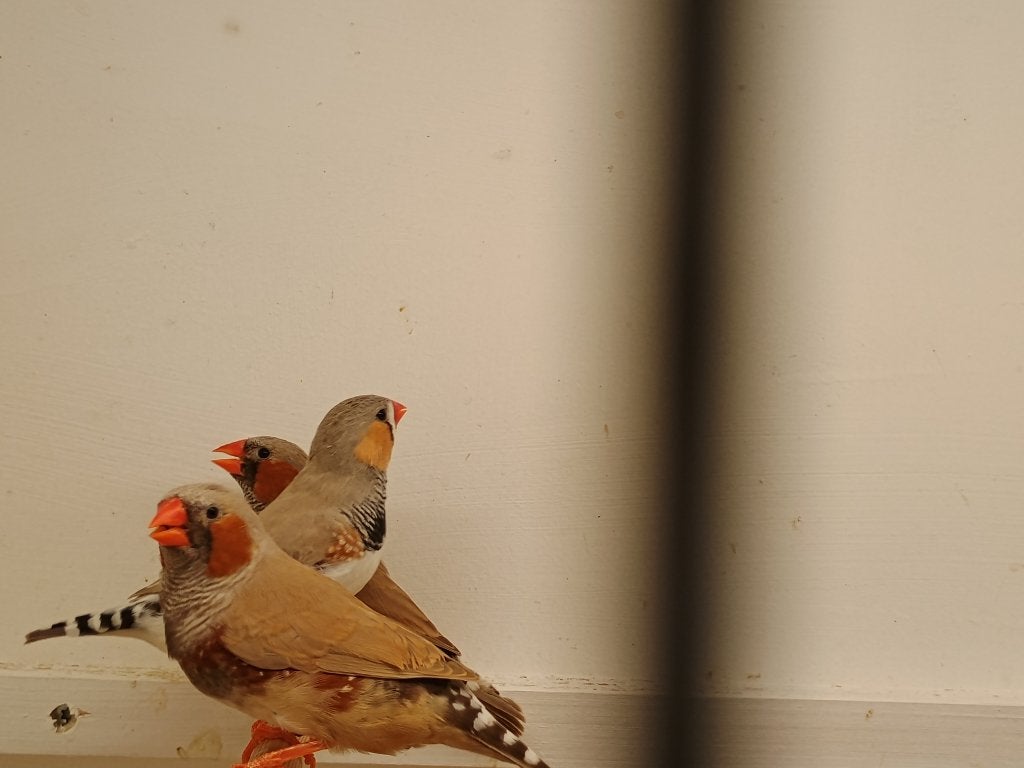 Prachtige zebravinken, Meerdere dieren, Tropenvogel, Geringd