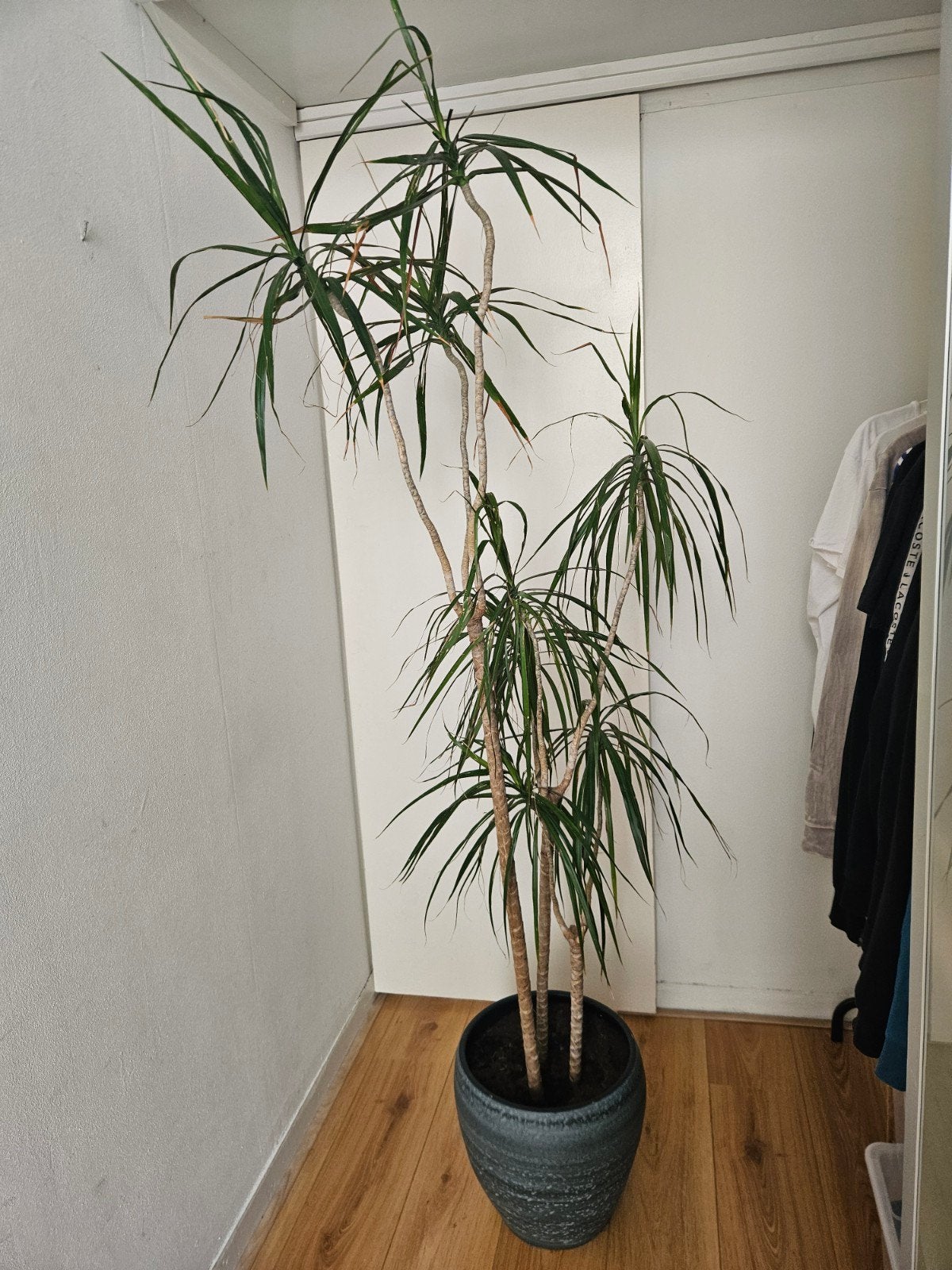 Mooie Drakenplant / Dracaena (180 cm) incl sierpot (32 cm), Ophalen, Halfschaduw, 150 tot 200 cm