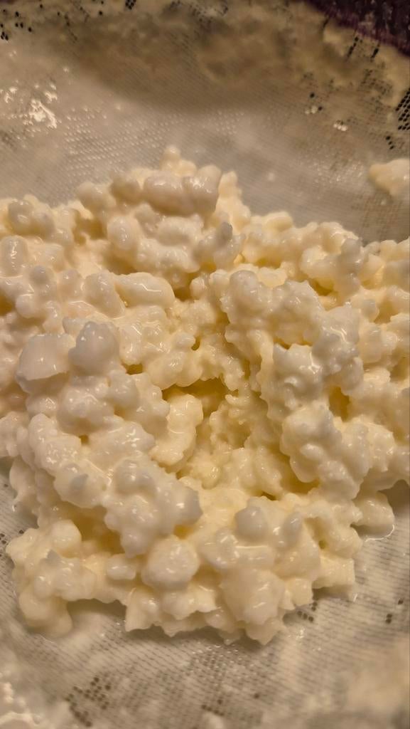 Melk kefir korrels, Diversen, Ophalen