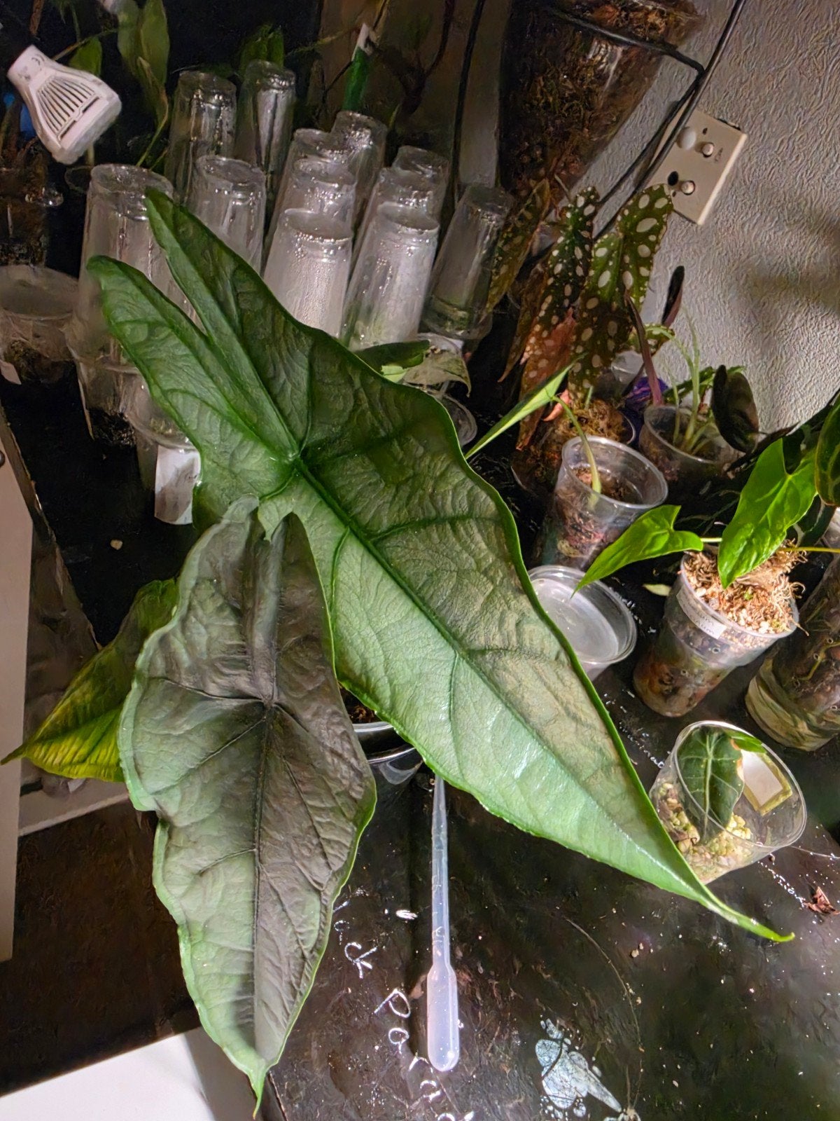 Kamerplanten Mystery Box, Ophalen of Verzenden, Halfschaduw, Minder dan 100 cm