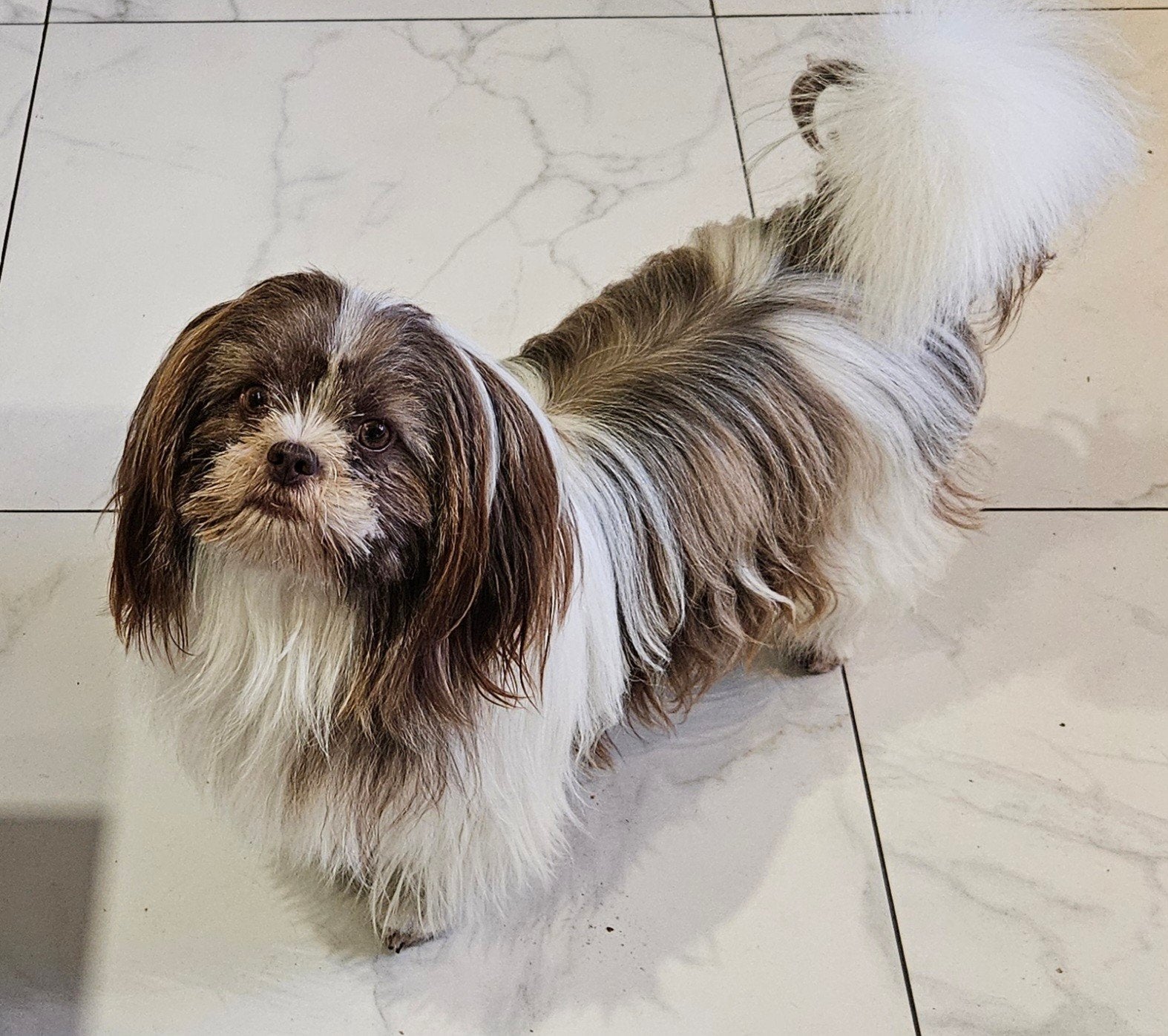 Shih Tzu, Overige rassen, 8 tot 15 weken, Meerdere dieren, Eén hond
