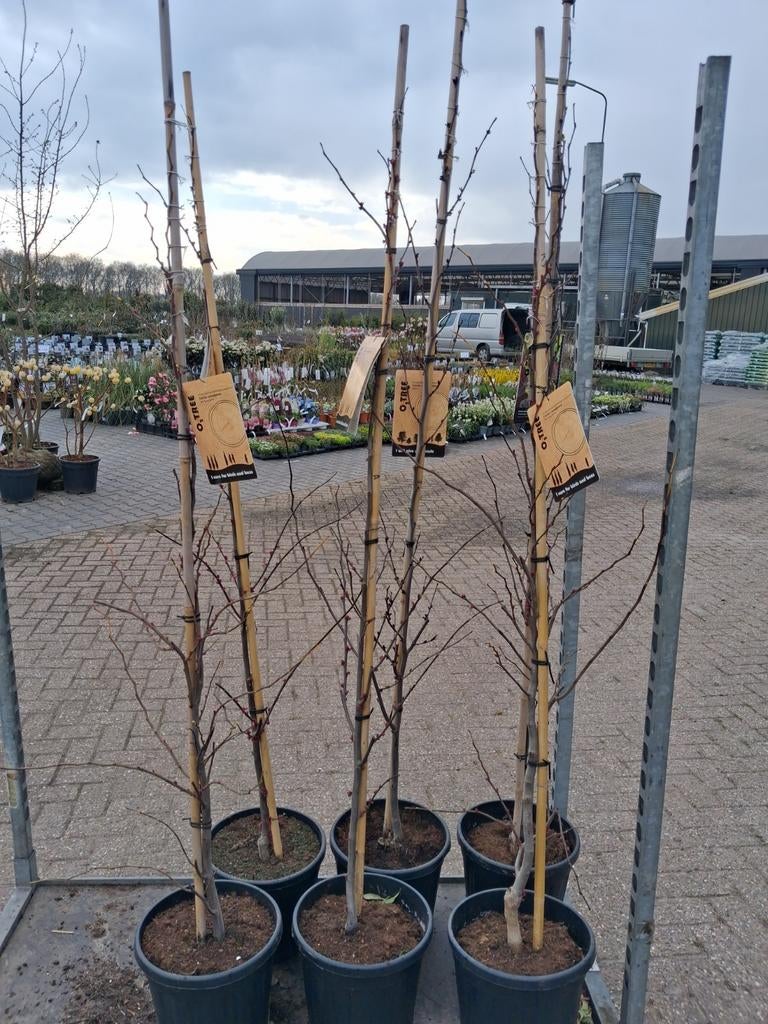 Cercis canadensis 'The Rising Sun' & 'Alley Cat' Judasbomen, In pot, Halfschaduw, Ophalen of Verzenden, 100 tot 250 cm