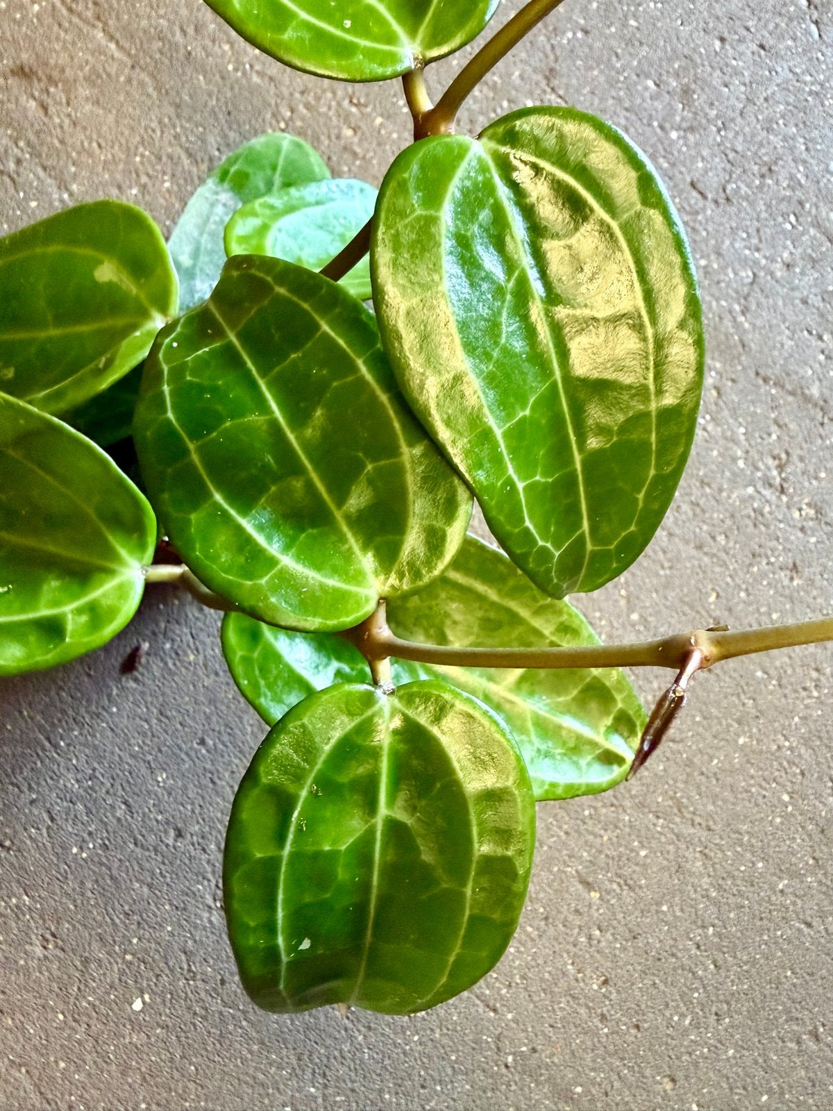 Hoya verticillata green p9, Ophalen of Verzenden