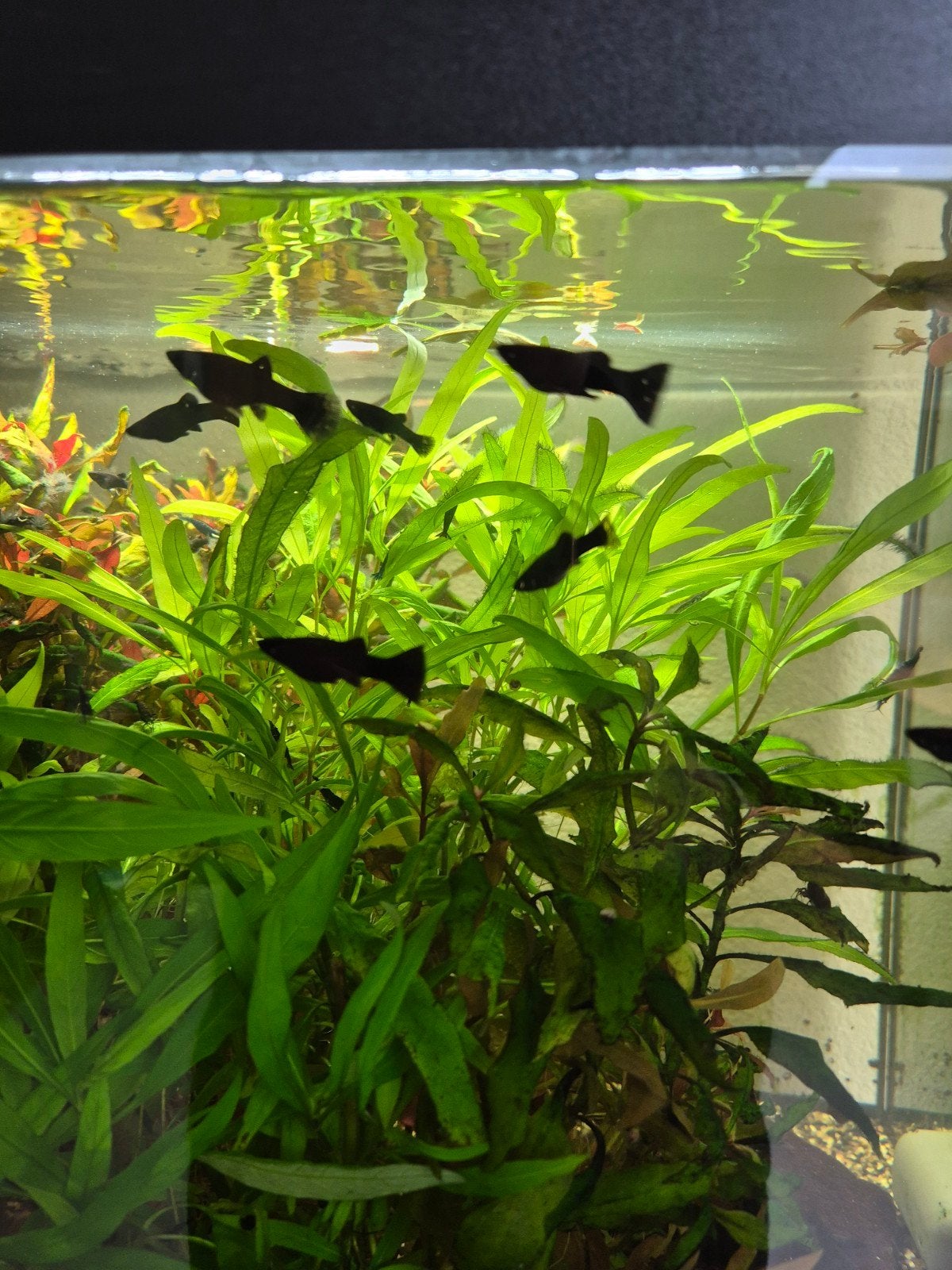 black molly visjes, Vis, Zoetwatervis, Schoolvis