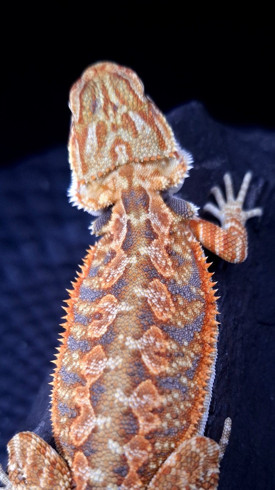 AANBIEDING !!!! 50% Red Monster Tiger Baardagaam Man, Dieren en Toebehoren, Reptielen en Amfibieën, Hagedis, 0 tot 2 jaar