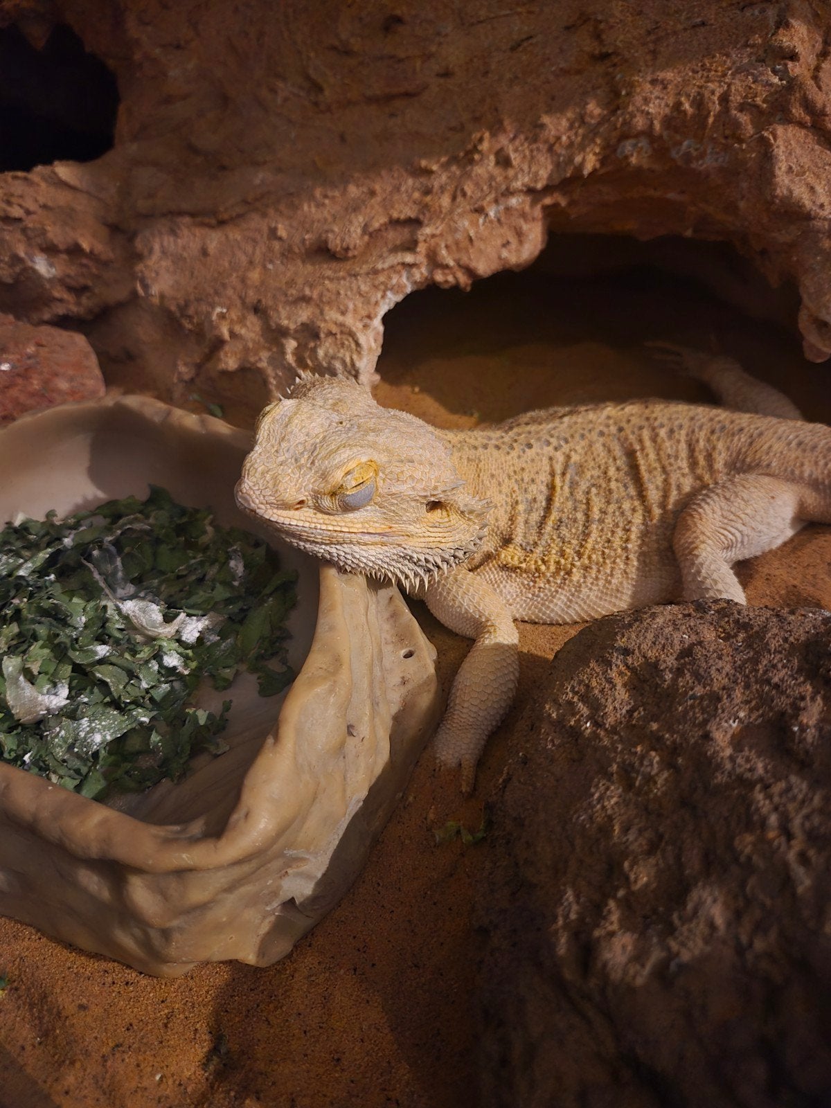 Lieve Baardagaam Met Terrarium En Terrariumkast Bearded Dragon photo 8