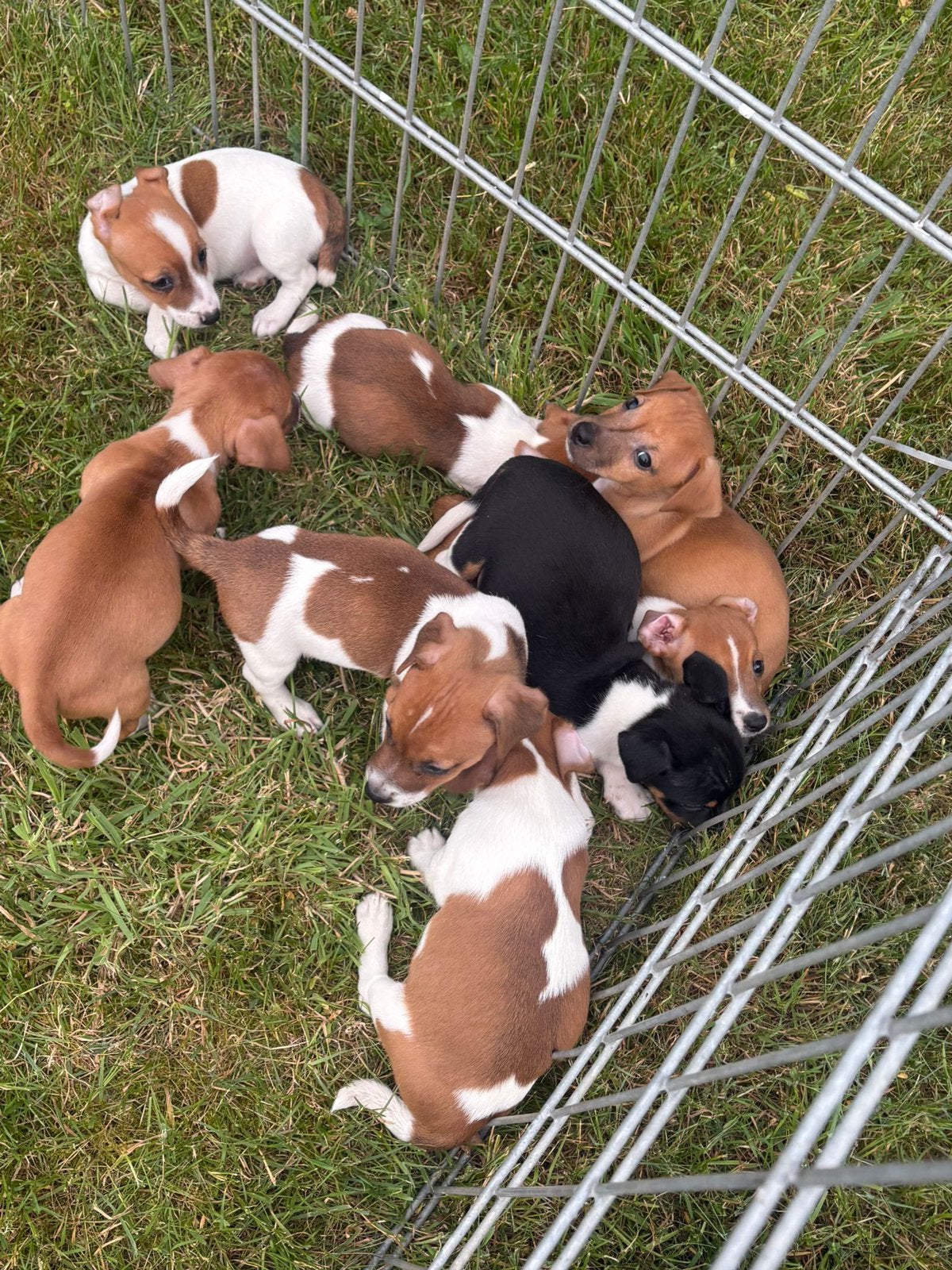 Prachtige jack Russell pups, Dieren en Toebehoren, Honden | Jack Russells en Terriërs, Parvo, Jack Russell Terriër, 8 tot 15 weken